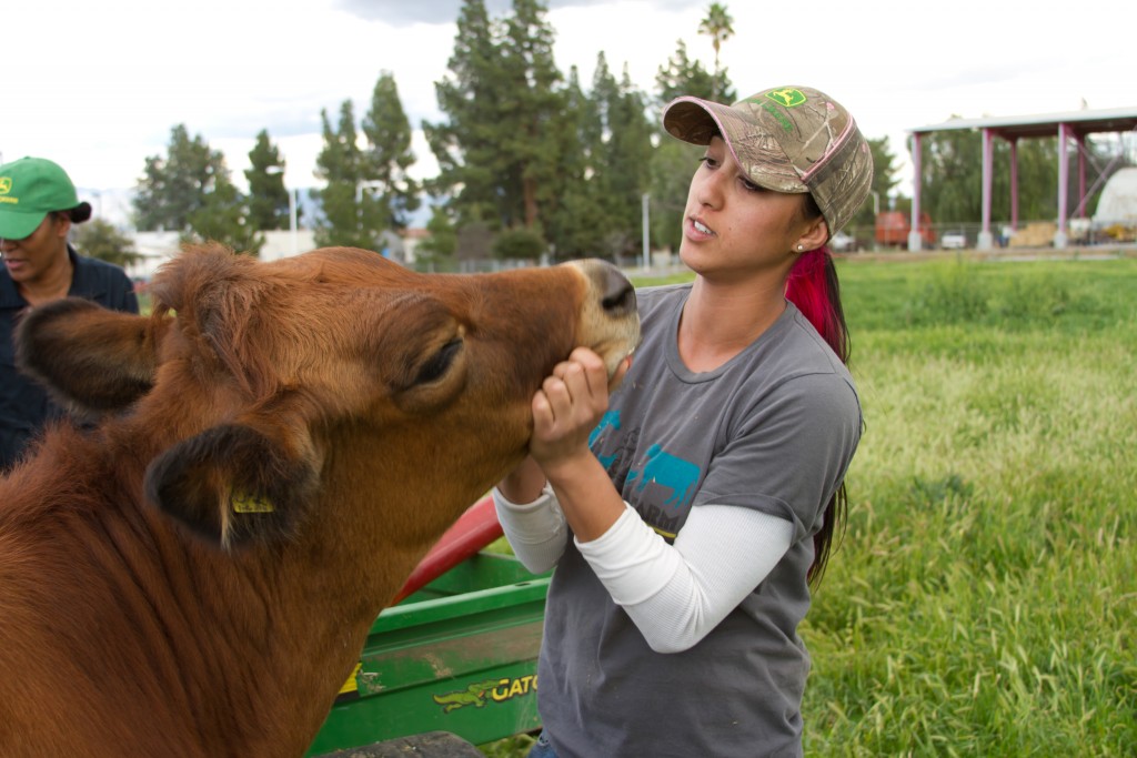 Marcie Sakadjian, originally a nursing major,  spent her first two years at Pierce trying to get into the medical field. It wasn’t until she changed her major to Registered Veterinary Technology, and took Animal Science 501, that she found her passion for animals, agriculture and farms. 